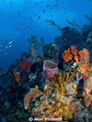 Danglebens Pinnacles
Typical reef scenic here, vibrant c... by Arun Madisetti 